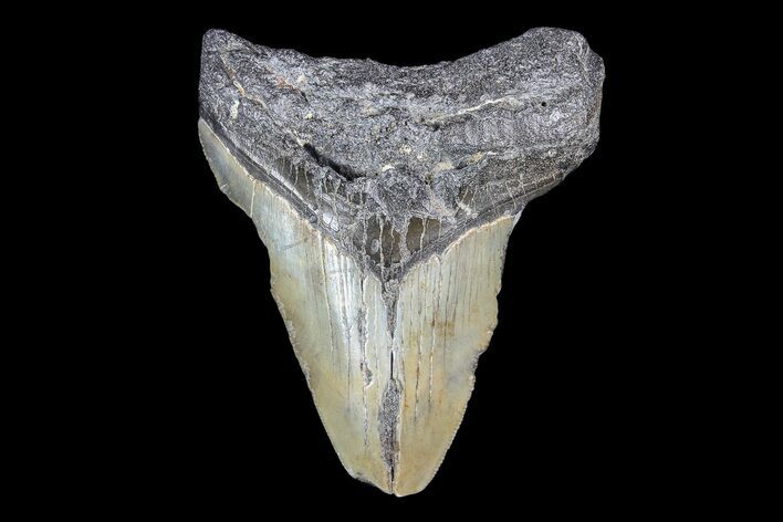 Partial, Fossil Megalodon Tooth #89409